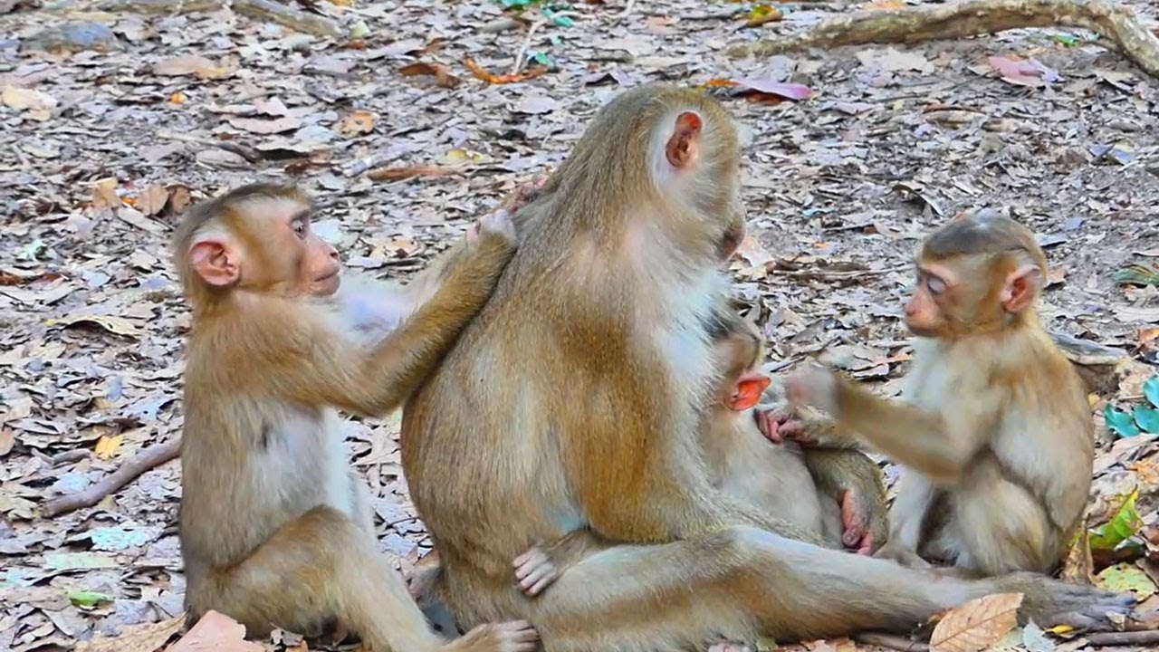 They are looking to very lovely smart little monkeys are finding lice for mom Libby