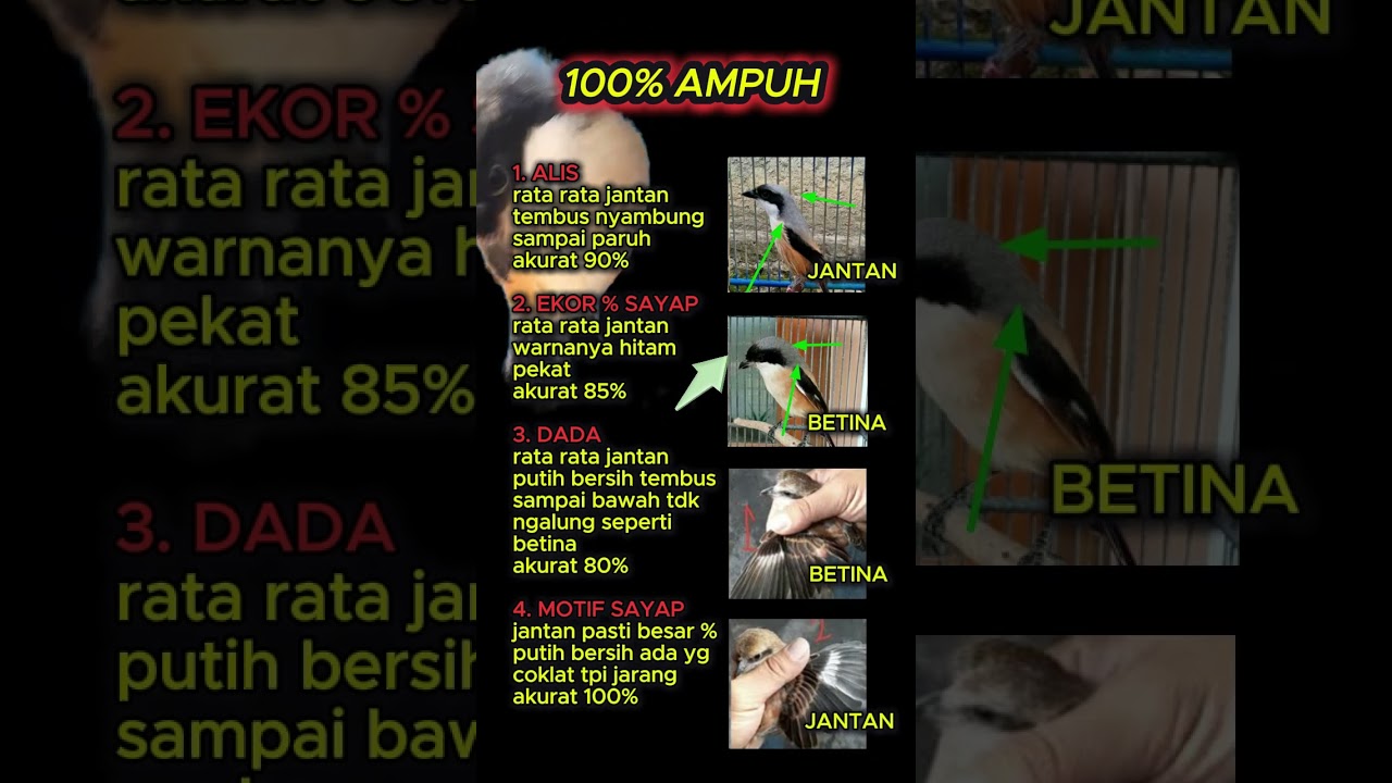 ciri ciri cendet paling akurat 100% jitu #cendet