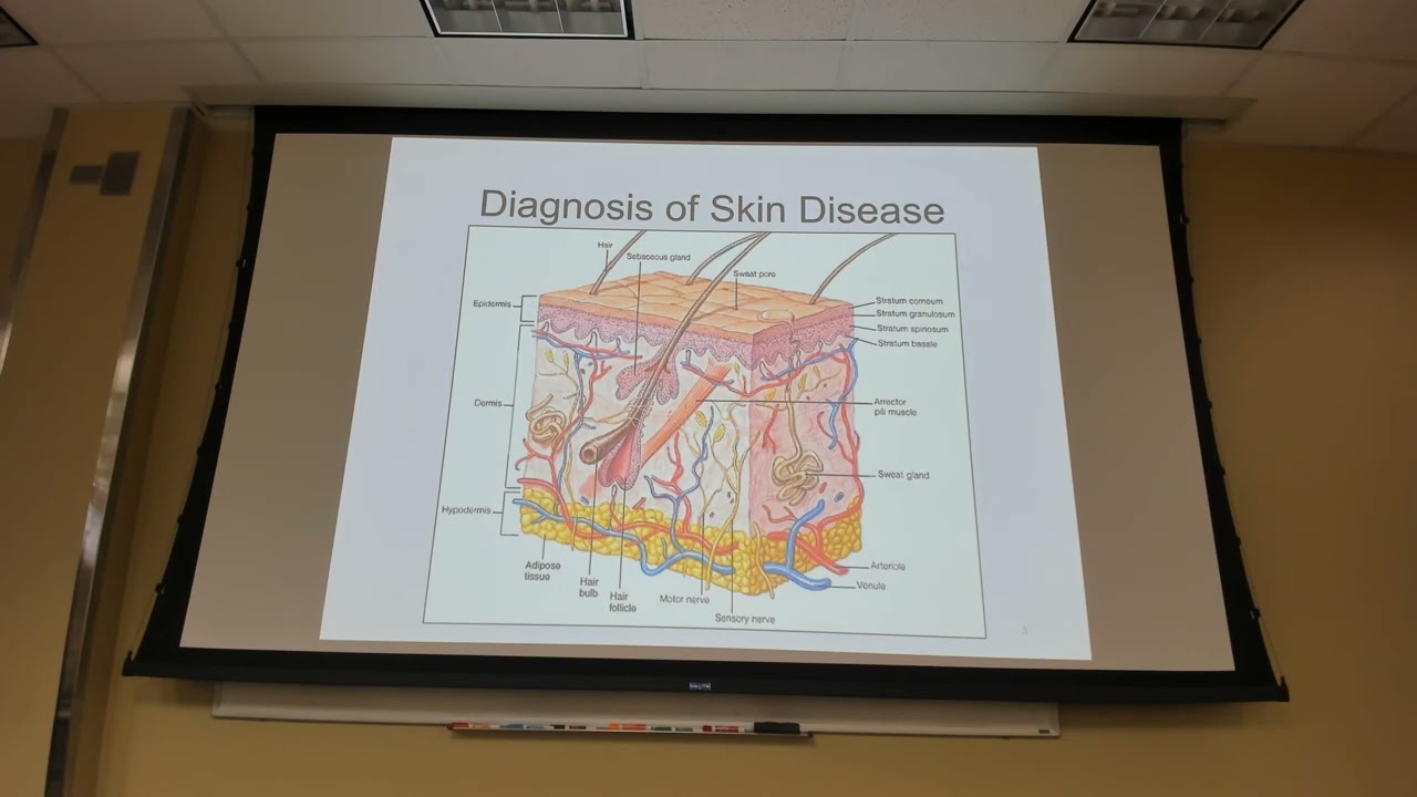 Derm 10 FEB Skin Disorders and topical therapy