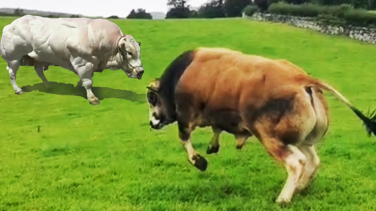 WORLDS BIGGEST BULLS PLAYING! can bulls feet cope? | The Hoof GP