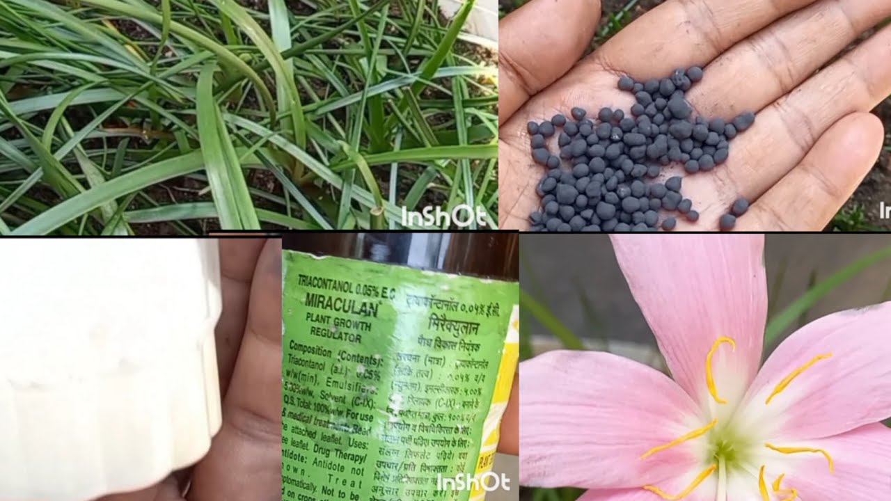 Rain lily plant care all fertilizer , soil mix , plant growth regulator spray complete care in hindi
