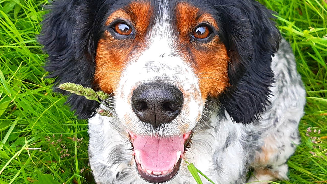 Le Retour de Lilou 🐶 Mon Chien en Liberté