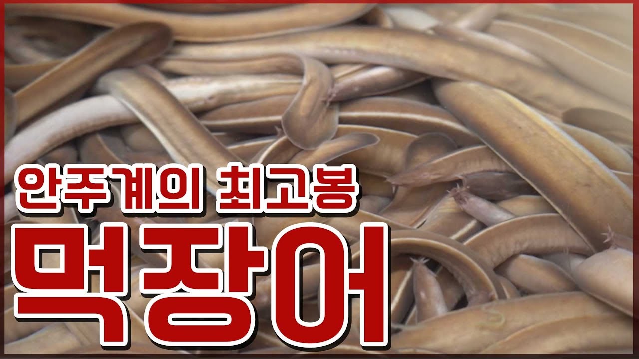 불금 안주 추천!! 안주계의 최고봉, 서민들의 대표안주 먹장어 #먹장어짚불구이 #먹장어 소금구이 #먹장어 볶음 #곰장어 #꼼장어 #대표안주  [어영차바다야]