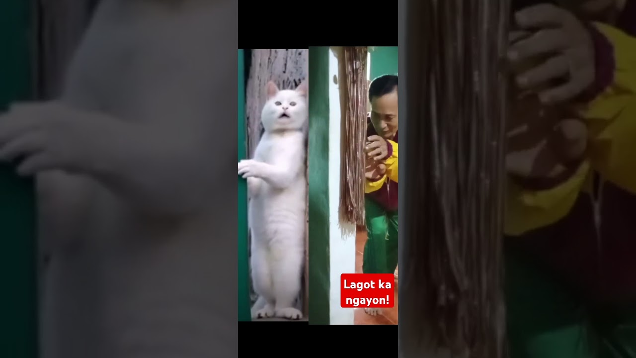 Kinain yung ulam! 