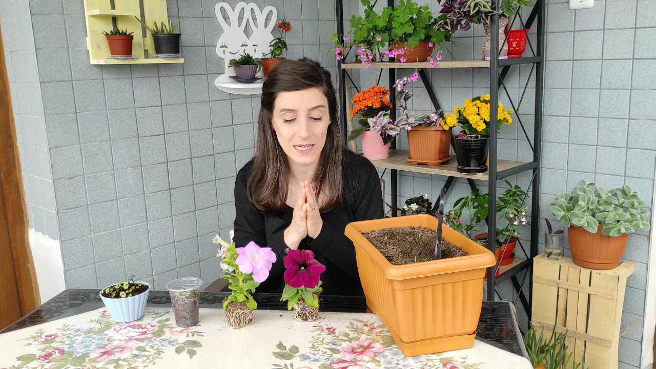 Bir Fide Yüzlerce Çiçek🌸Yazın En Bereketli Çiçeği,Petunya Fidesi Dikiyoruz☺️