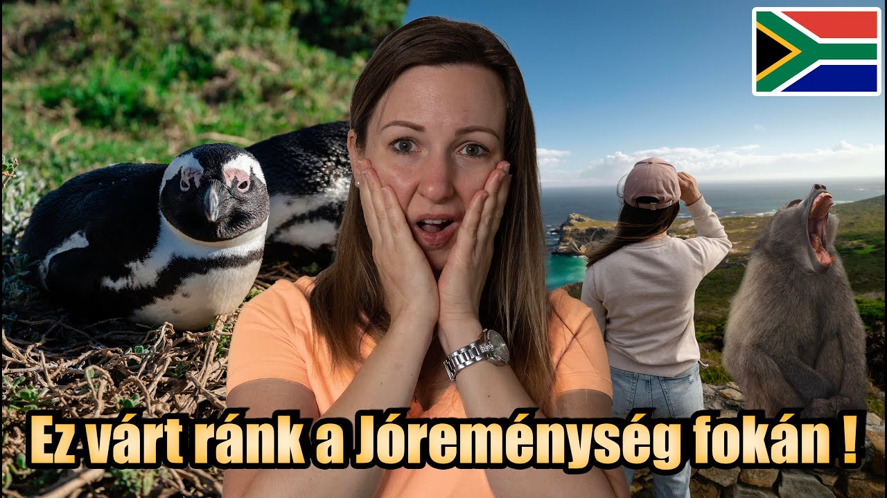 A Jóreménység foka brutálisabb, mint gondoltuk – pingvinek a vadonban !