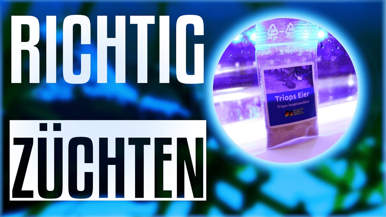 🦐 🦐 Triops richtig züchten: SO geht es! 🦐 🦐