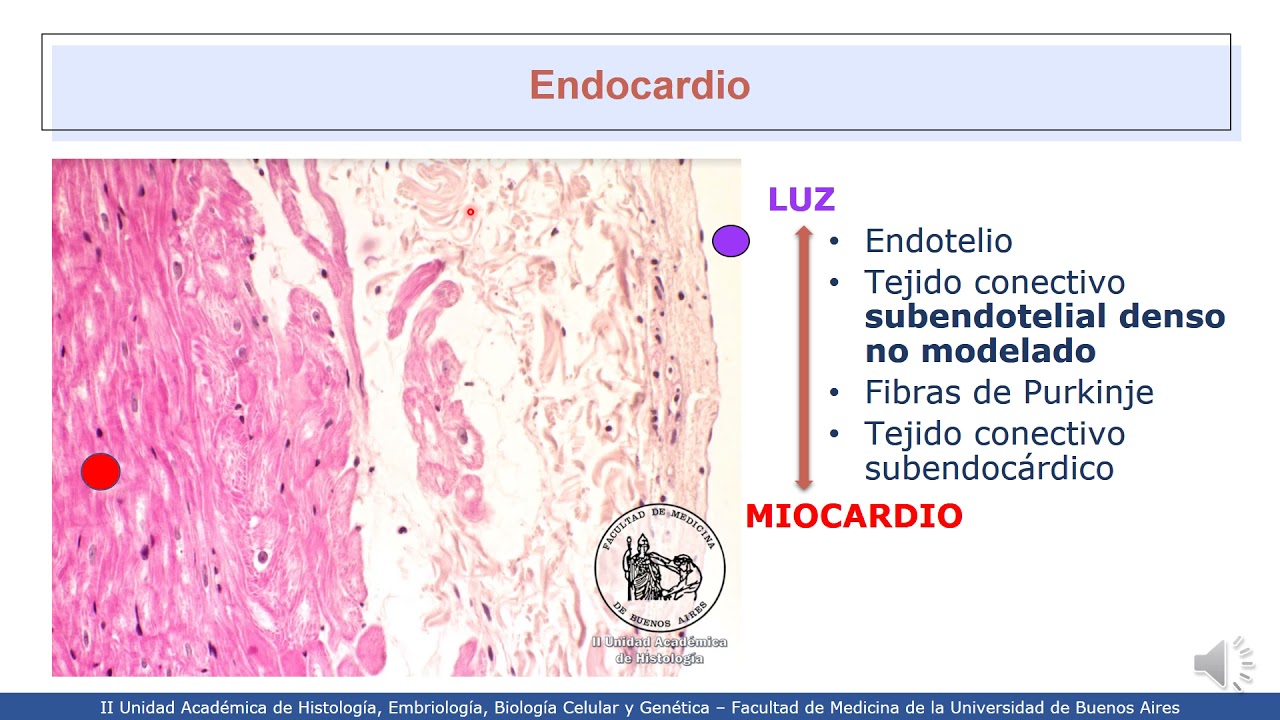VIDEHISTO #17 | Sistema cardiovascular - Corazón