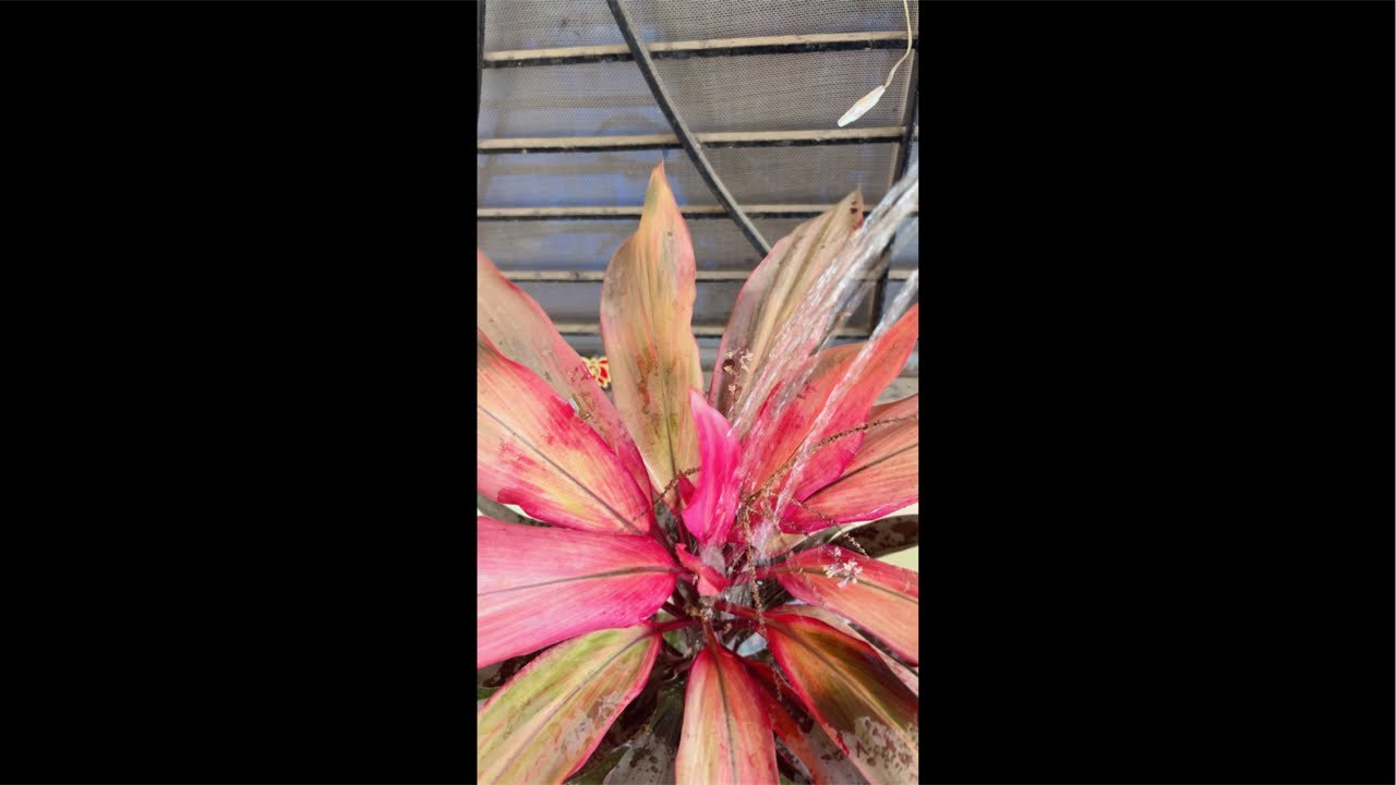 🌱 Showering Plants | Green Garden Glow -up#viral #livestream