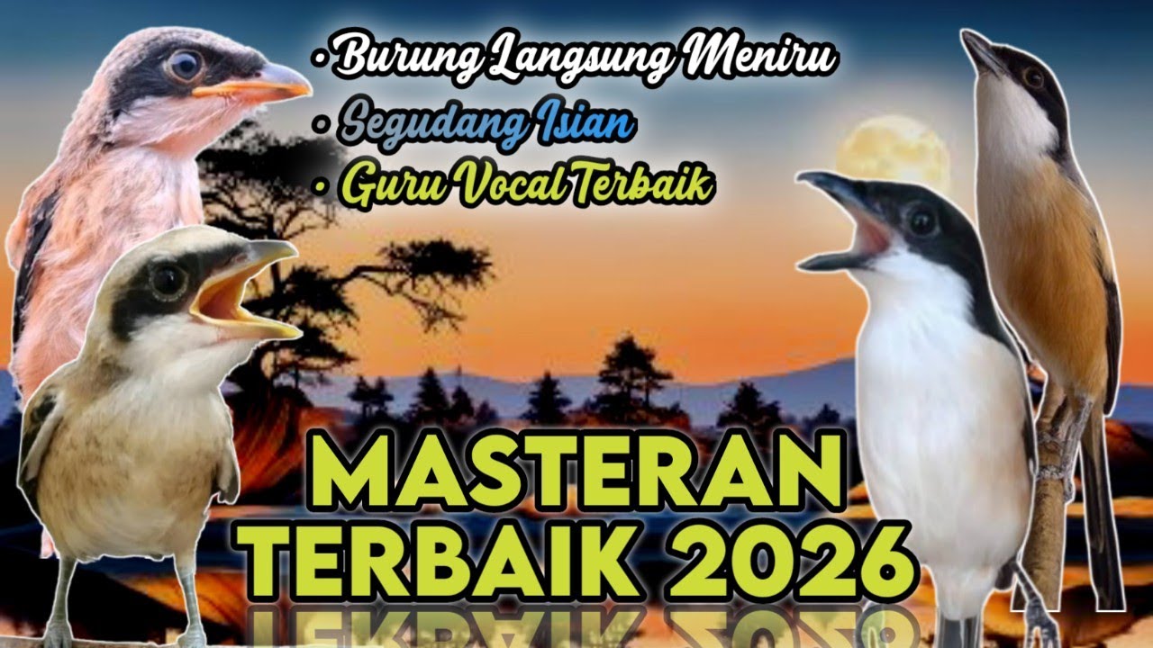 MASTERAN TERBAIK 2026 GURU VOCAL TERBAIK, SEGUDANG ISIAN BURUNG LANGSUNG MENIRU, DURASI PANJANG