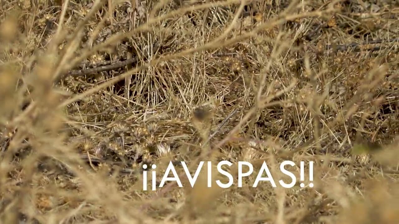 avispas en el volcan