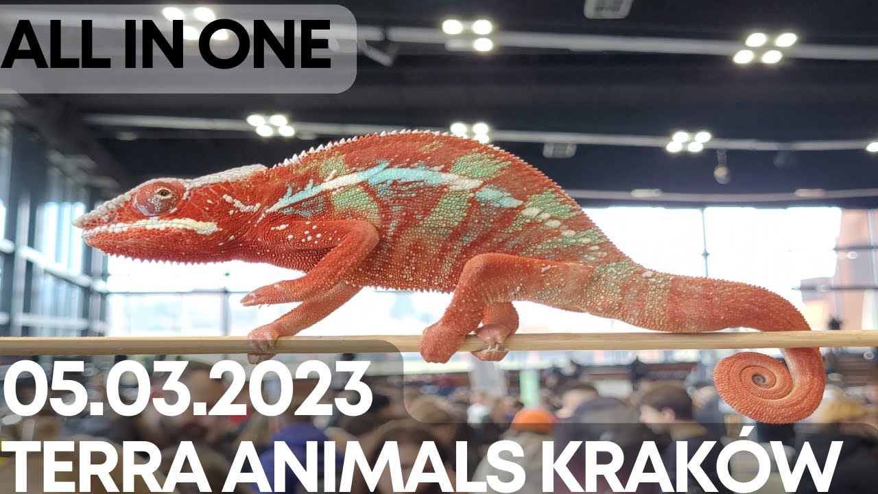 Giełda TerraAnimals Kraków (05.03.2023) - Odwiedziłem WSZYSTKIE stoiska! [SUB] [4K]