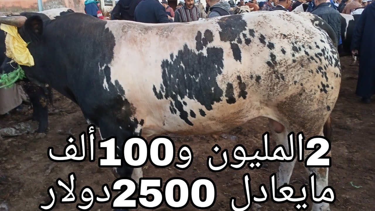 أحجام كبيرة للعجول الݣزارية و شاري قليل في سوق الأربعاء بن سليمان