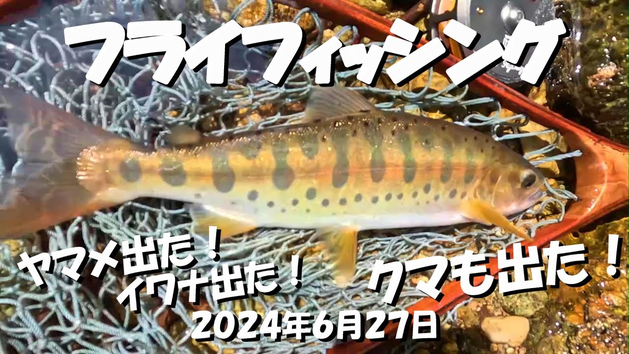 フライフィッシング ～源流釣行！ヤマメ出た！イワナ出た！クマも出た！～ 2024年6月27日