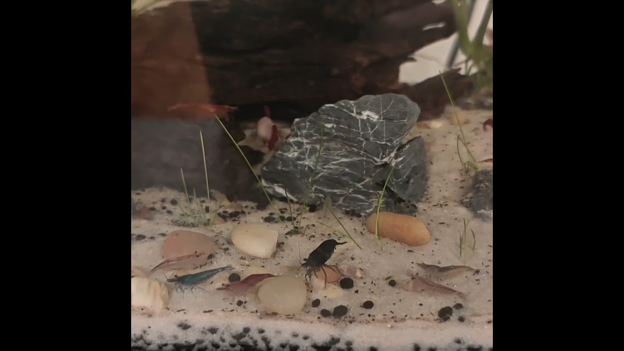 Neocaridina shrimps competing for pellets with betta