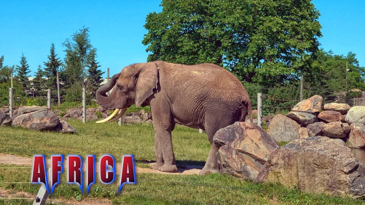 Granby Zoo - Africa Trail - Best Zoo 1/4 - Granby - Quebec - Canada