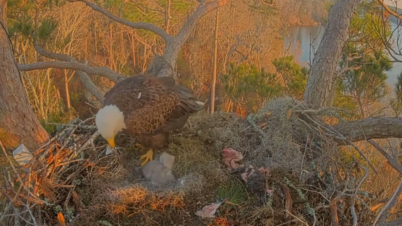 #baldeagle Cam5#08 Review baby birds in the nest - Dad and mother brings food to feed their chicks