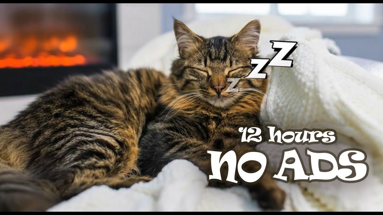 12 Hours UNINTERRUPTED Calm Cat Music  for Deep Sleep 😺 Relaxing Music for Cats Home Alone
