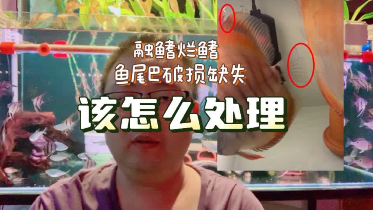 观赏鱼烂鳍烂尾基本上都是这些原因引起的。只要不伤到骨头都能恢复