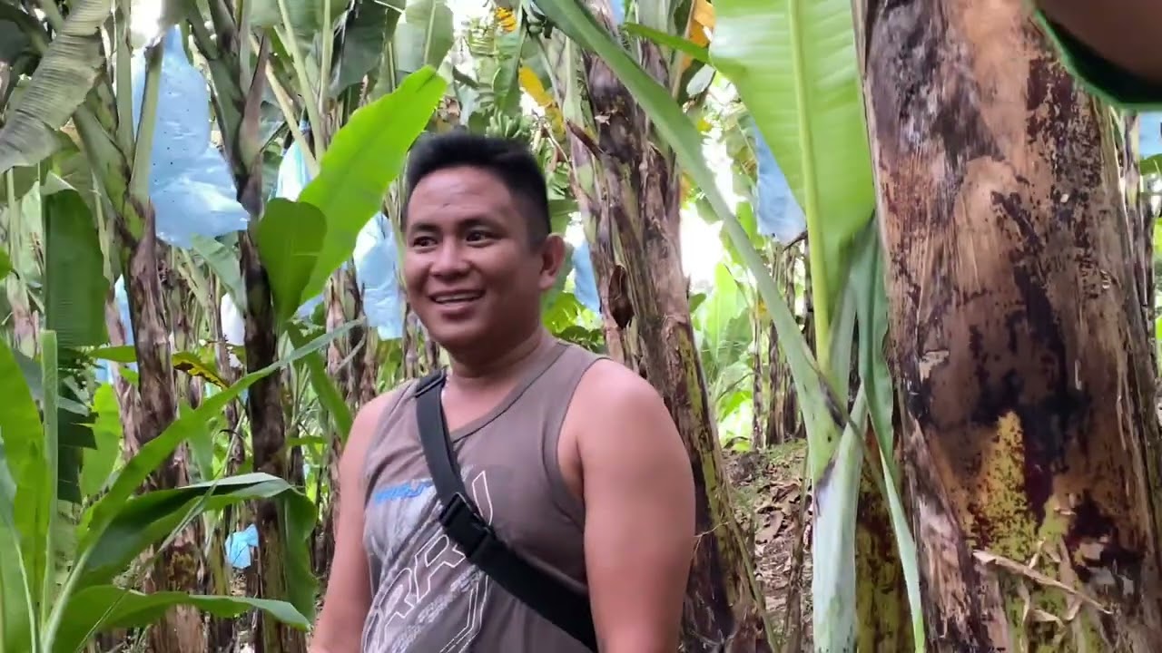 Lakatan Farming/Area Visit with RB User Sir Reggie/RB Golden Green Foliar Fertilizer and RB Booster