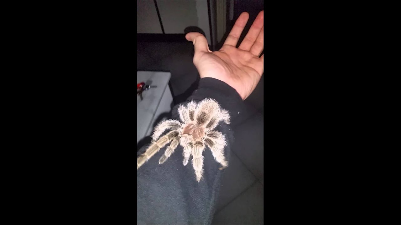 Precious, the sweetest tarantula in The world