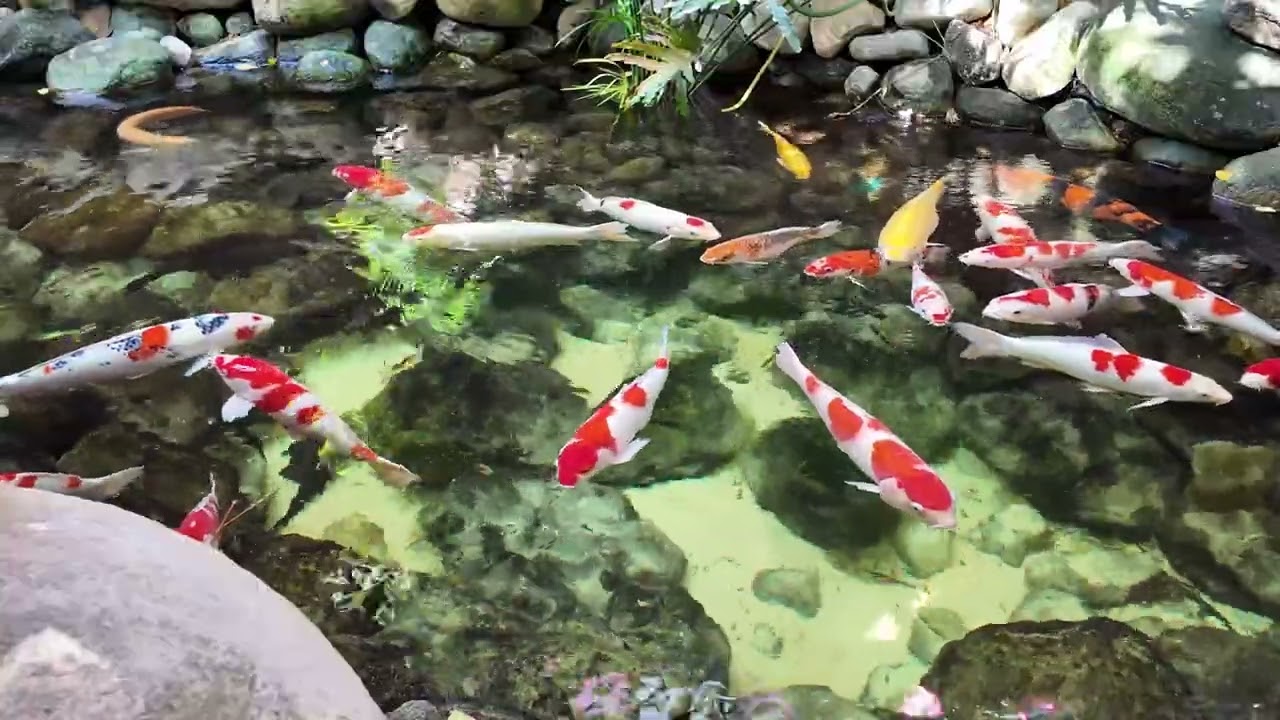 4K Relaxing Zen Koi Fish Pond