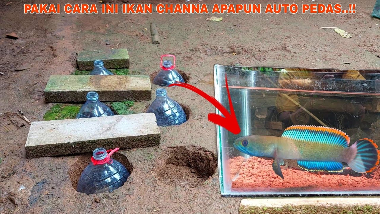 Cara Progress Warna Ikan Channa Limbata