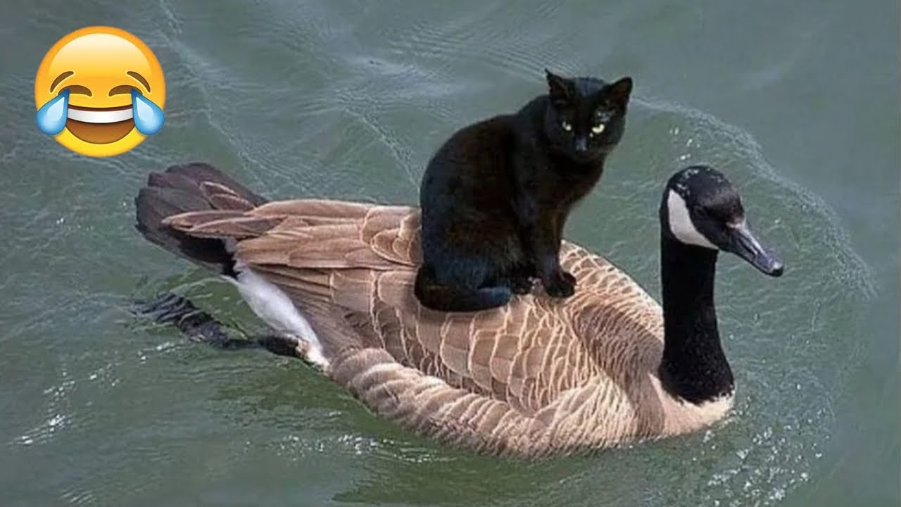 😺 Подборка смешных и милых видео с животными 2025 года 🤣