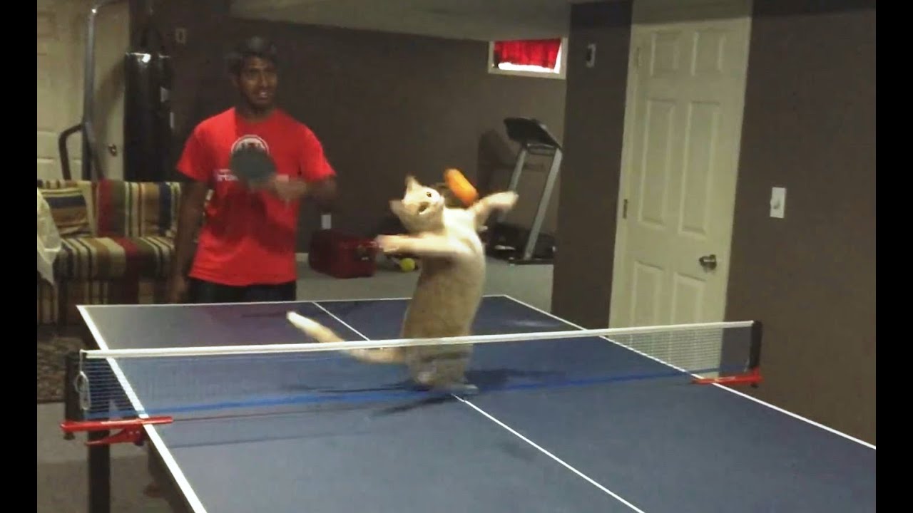 Cats Playing Ping Pong