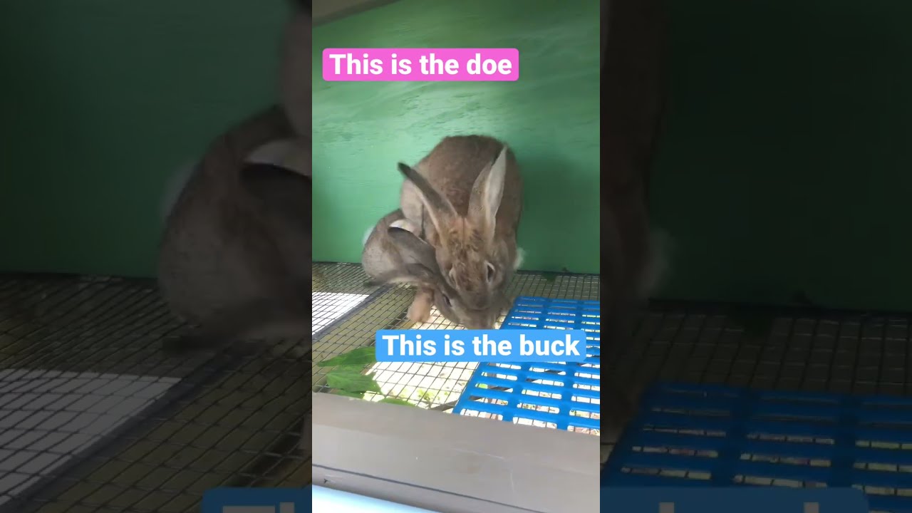 First time breeding our Backyard Meat Rabbits