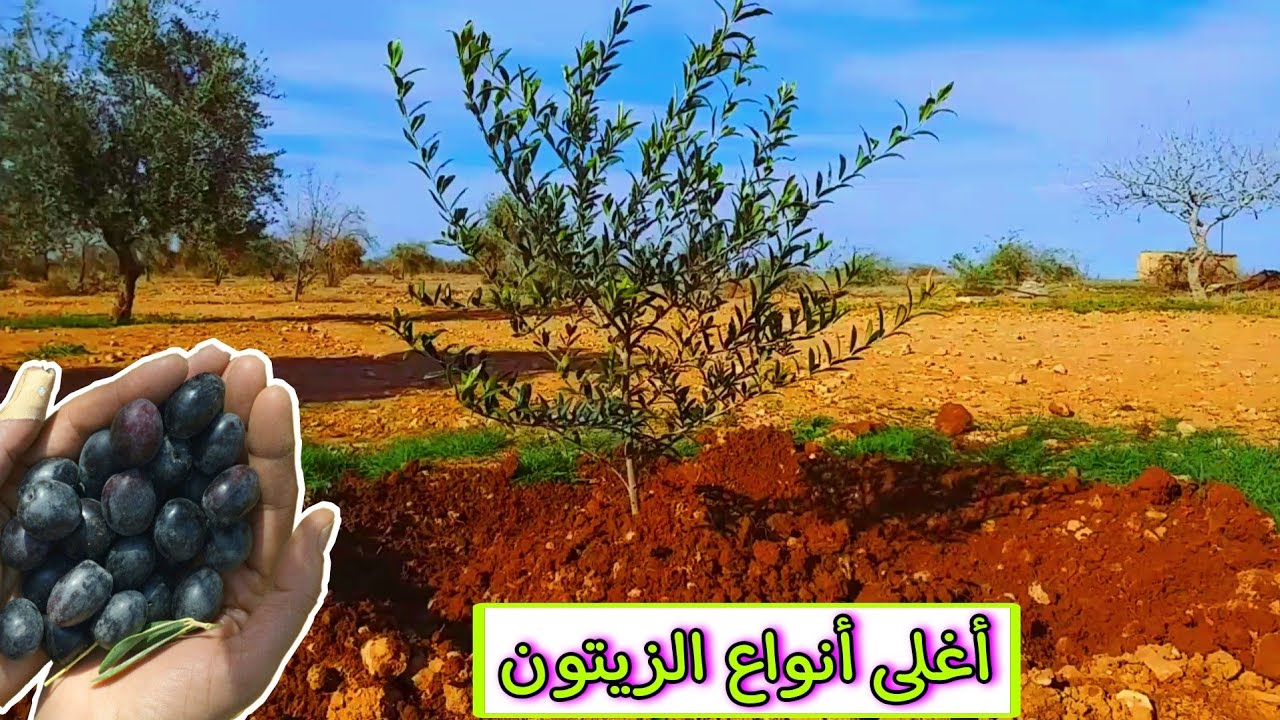 الزيتون الأسباني القزمي آربكينا Spanish dwarf olive