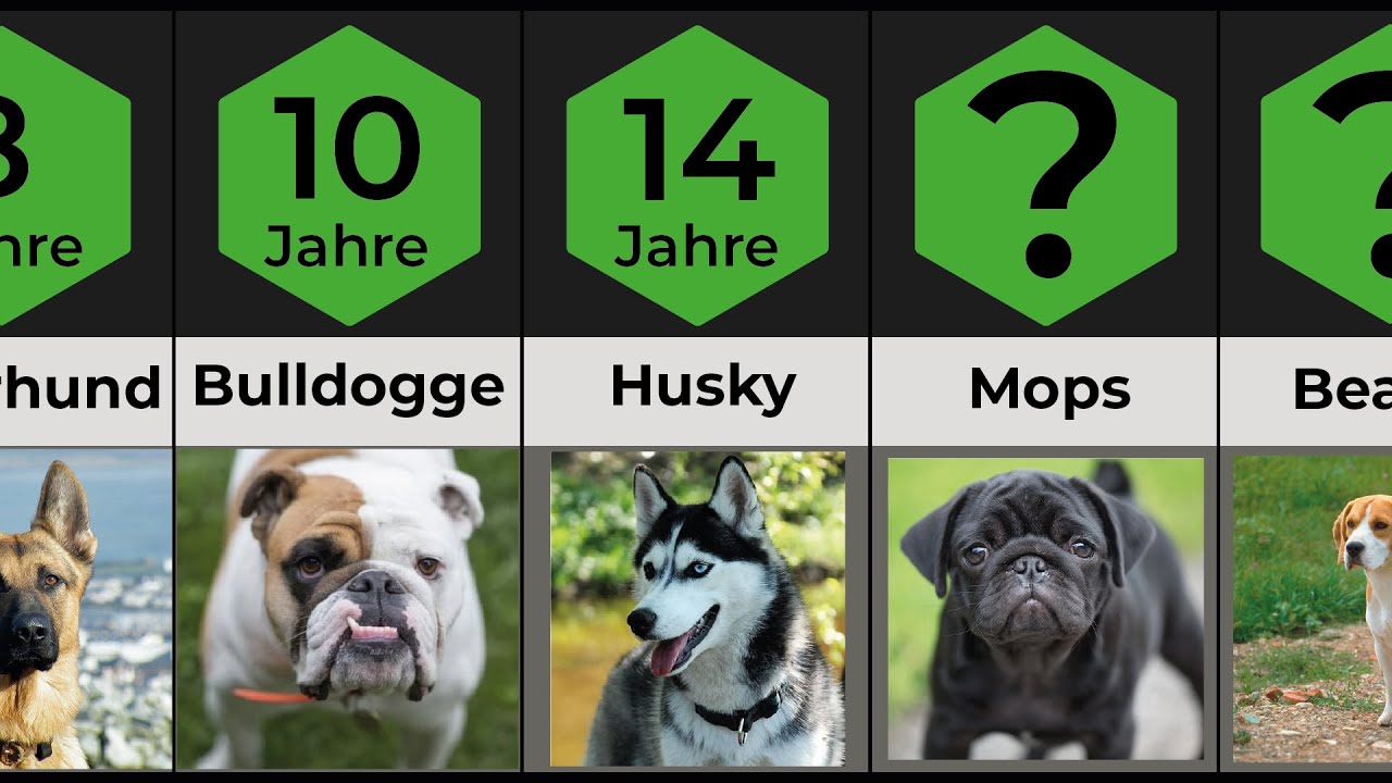 Vergleich: Hunderassen Lebenserwartung