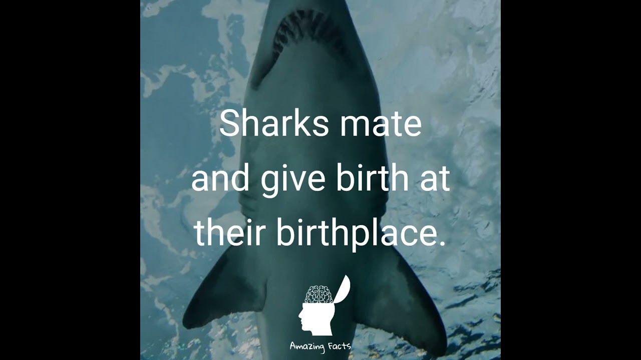fact about sharks |amazing facts #shorts #shortsfeed