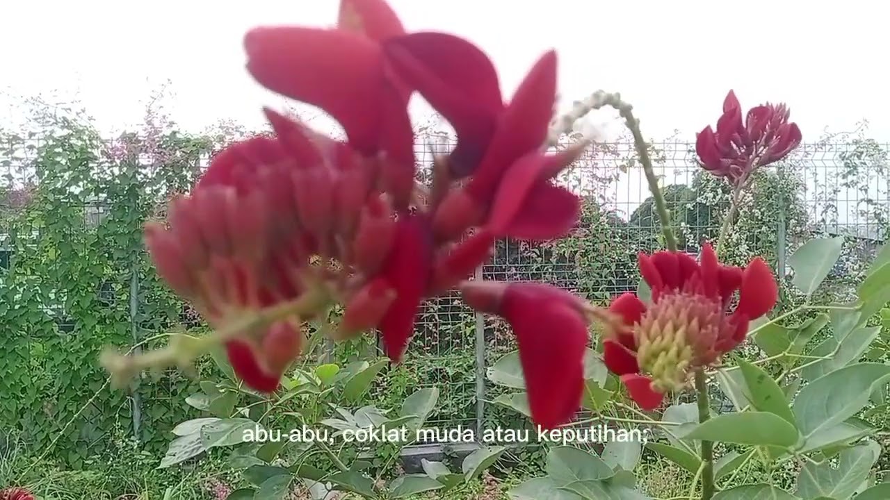 Sudah tau belum, Bunga Dadap merah [Erythrina Variegata]