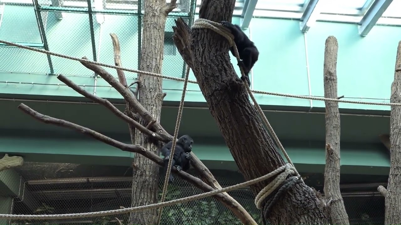 Моби и Гайя Хай