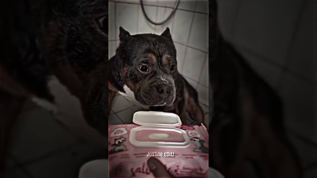 #puppy #dog #funny #bluedog #smartestdog