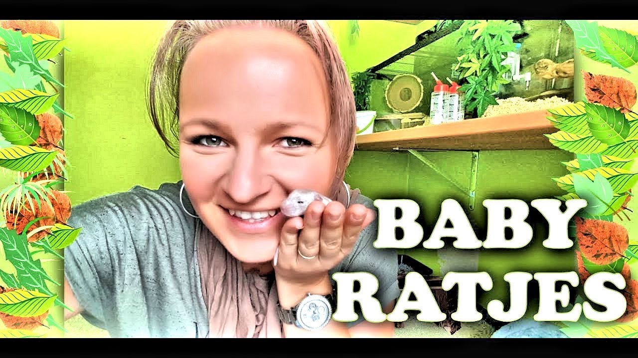 Baby Ratjes Rittens