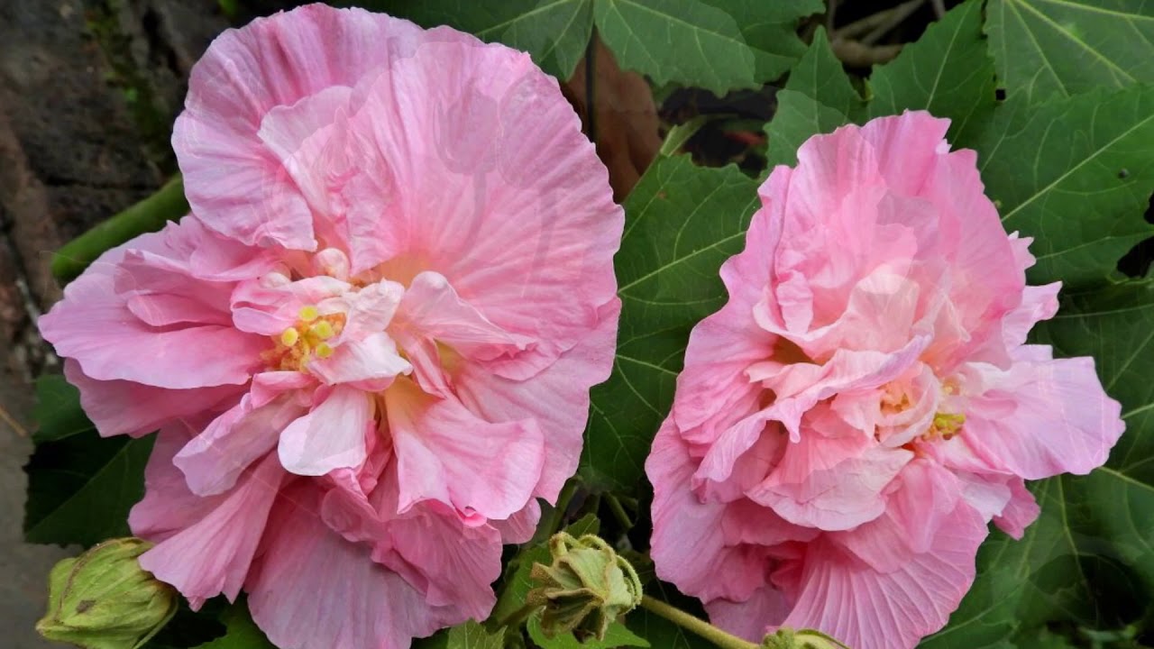 山芙蓉花