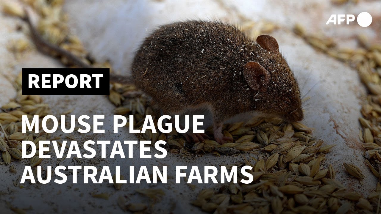 Australian farmers battle mouse plague | AFP