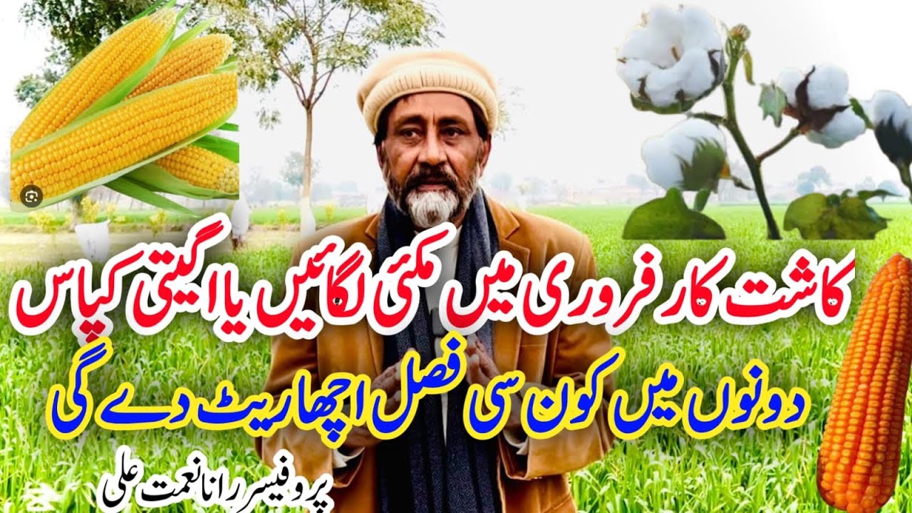 Should the farmer cultivate maize this yearearly cotton کاشت کار اس سال مکئی کاشت کریں یا اگیتی کپاس