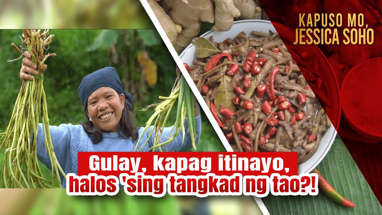 Gulay na kasing-tangkad daw ng tao, paano nga ba niluluto? | Kapuso Mo, Jessica Soho