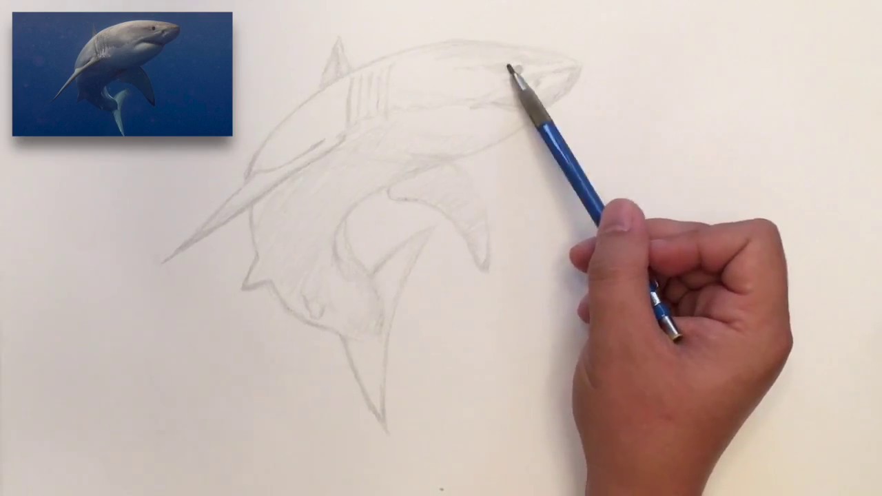Draw a Great White Shark