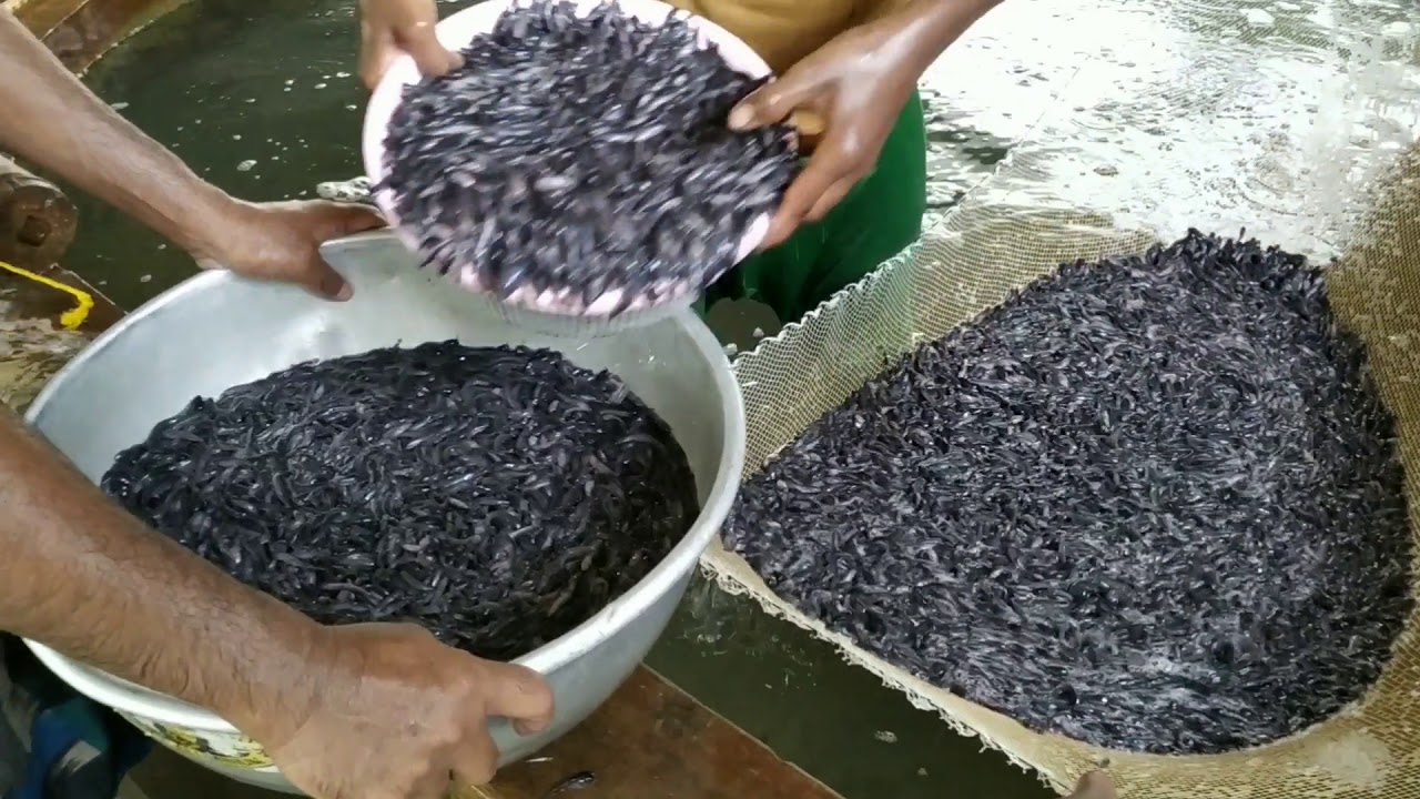 Hybrid Magur Business In India || Amazing Magur Deshi Hybrid Magur Fish Farm