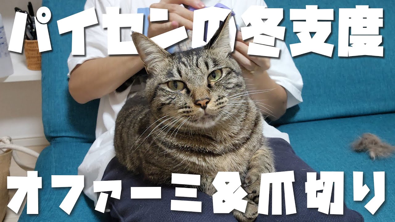 おかかパイセンの冬支度