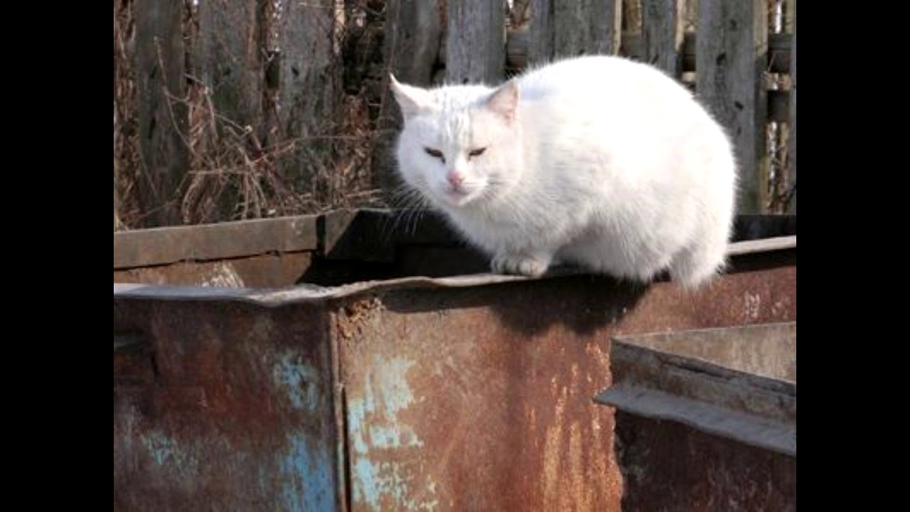 Heccra - The Mint that Grows behind the Dumpster (Cover)