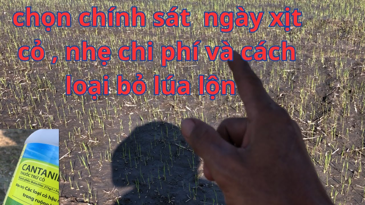 cách diệt lúa cỏ, NGÀY XỊT CỎ CHUẨN, tăng chồi hữu hiệu sớm