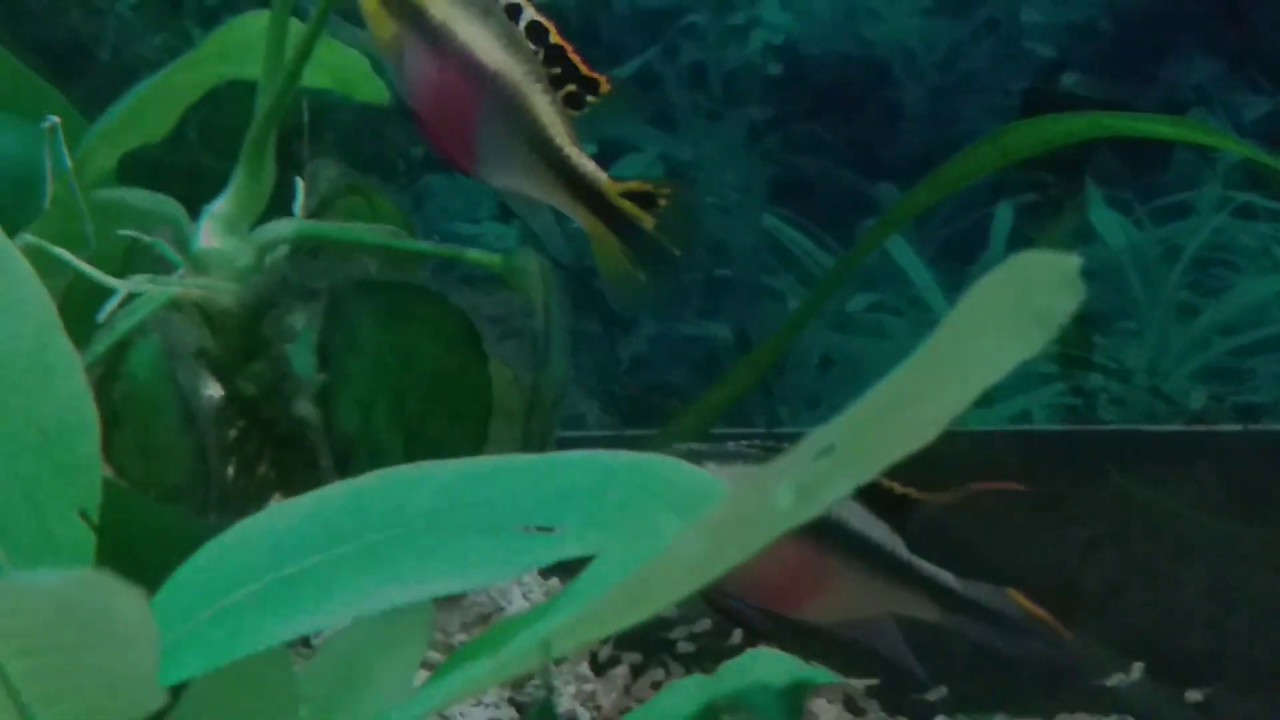 Пельвикахромис пульхер(Pelvicachromis Pulcher)