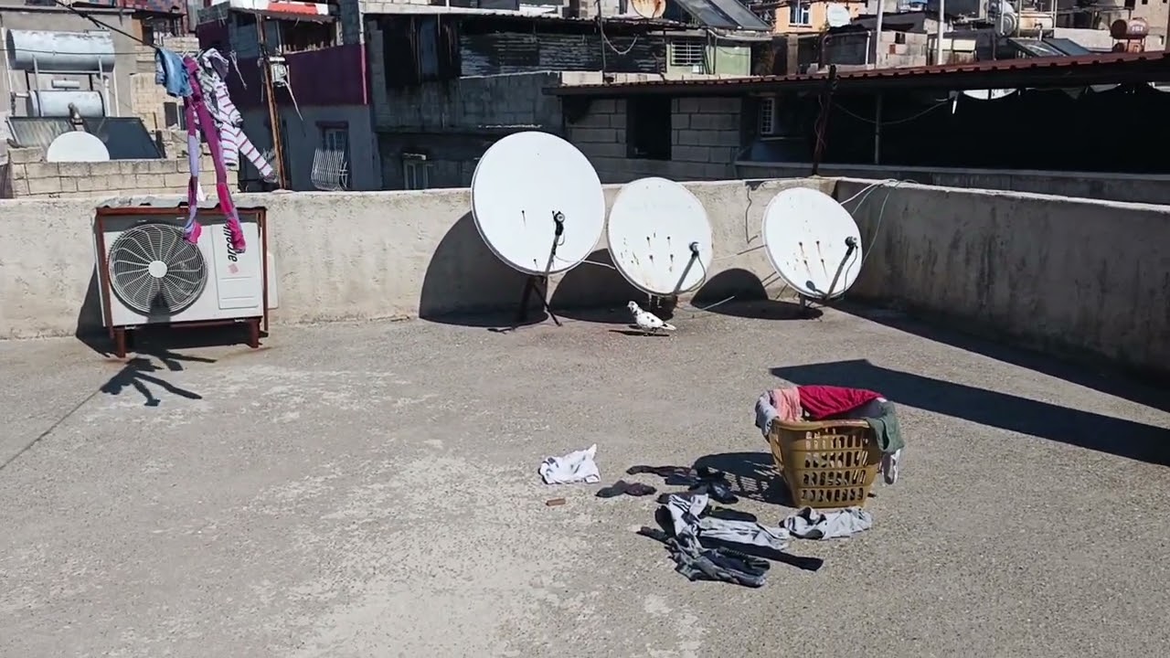 Bugün güvercin lerin son günü