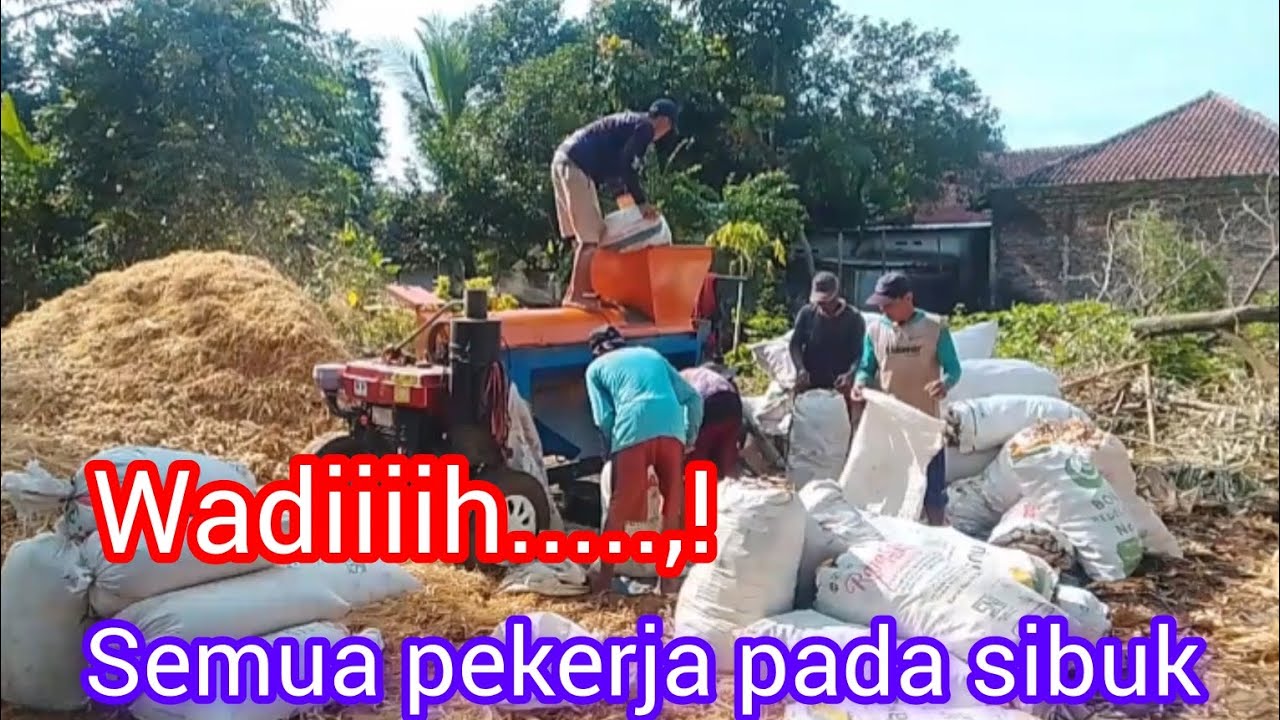 Menumpuk jagung panen raya #fypシ゚viral #viralvideo #blowerjagung 