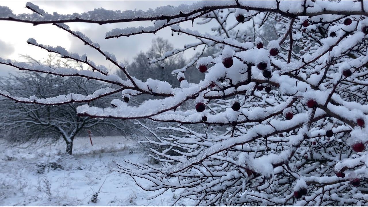 Sleigh Ride -  Alma Bencze Quartet